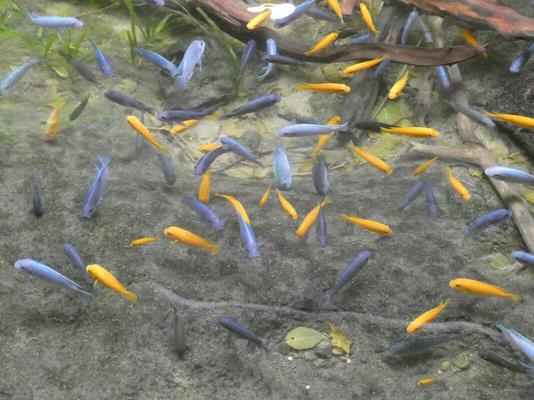 Several dozen small blue and gold fish