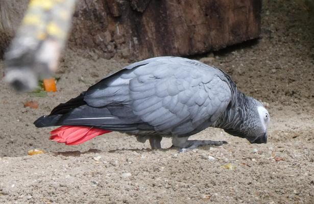Grey parrot with red tail feathers