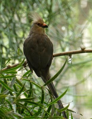 Bird with orange beak