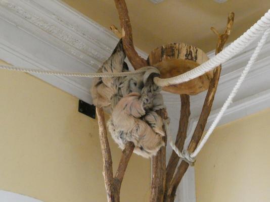 Sloths hanging from a tree
