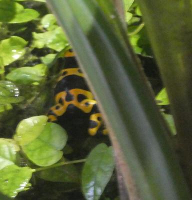 Yellow and black spotted poisonous frog
