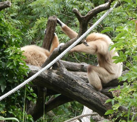Beige-coloured ape in a tree