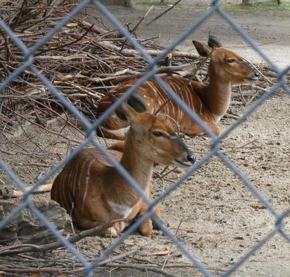 Two young brown antelope with some white striping