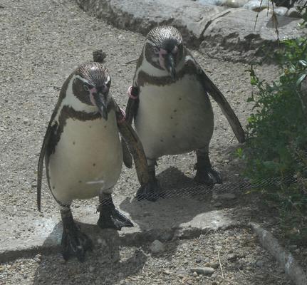Two penguins standing on a rock, looking downwards