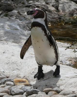 Penguin standing on rock, facing to left.