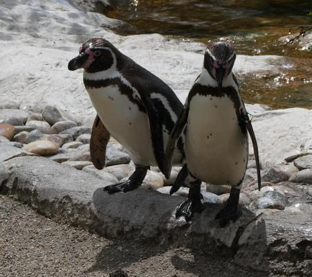 Two penguins