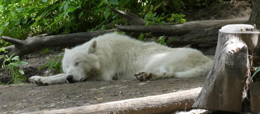 White wolf, sleeping.