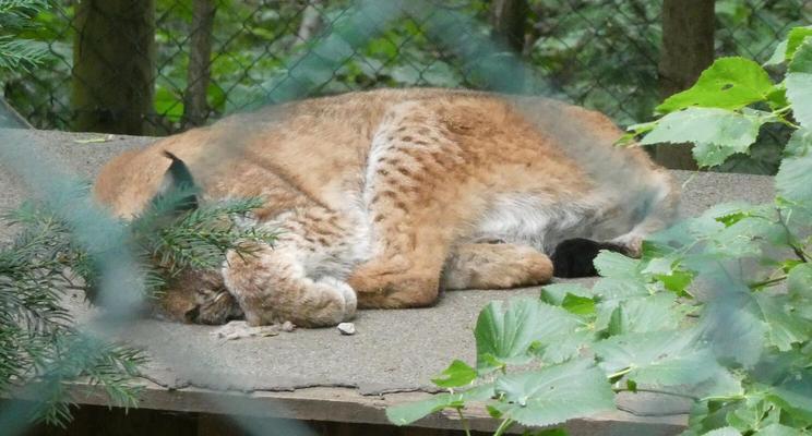 Sleeping lynx with its paw covering its face.