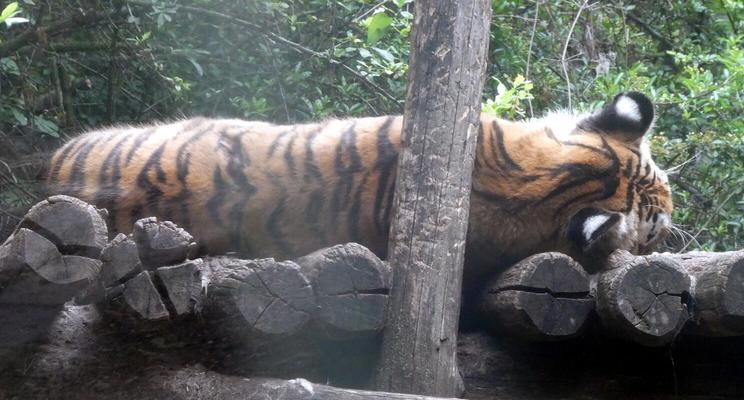 Sleeping tiger; its back is to the camera