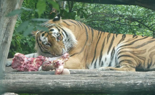 Tiger at feeding time, devouring a haunch of raw meat