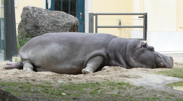 Hippopotamus lying on its side