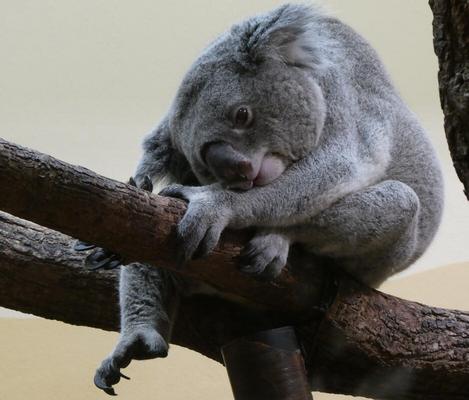 Koala on a tree limb