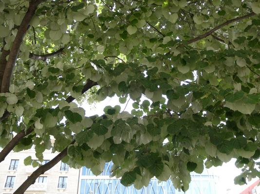 Tree with leaves that are dark green on one side and light green on the other.