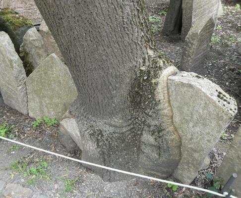 Tree that has grown around two headstones