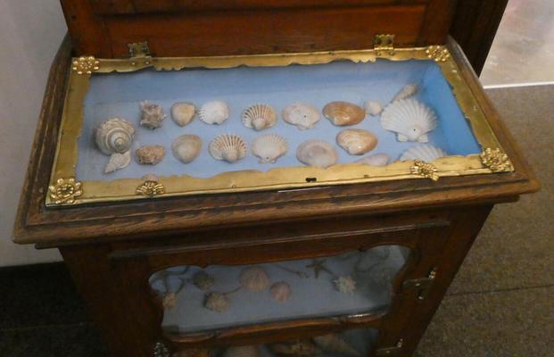 Cabinet with various seashells. The top of the case is surrounded in gold-colored metal.