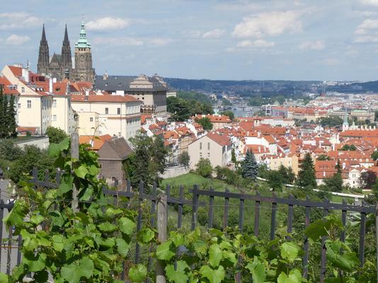 View of Prague from a hill. At left, a cathedral. In foreground, vines.