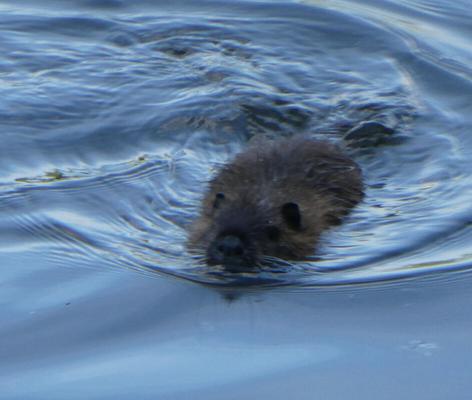 Nutria swimming in river