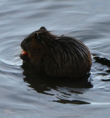 nutria eating a carrot
