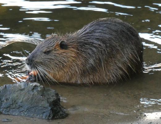 Nutria eating a carrot